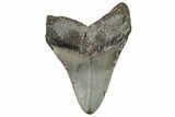 Fossil Megalodon Tooth - North Carolina #328838-1